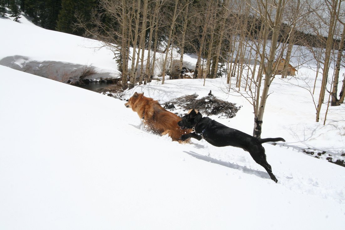 Kodi and Fritz in Colorado