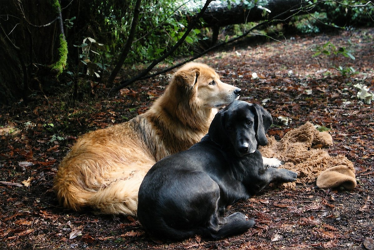 Kodi and Fritz in the Northern California Redwoods