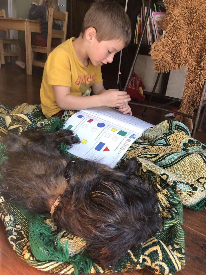 Frodo resting beside Peyton while he does homework