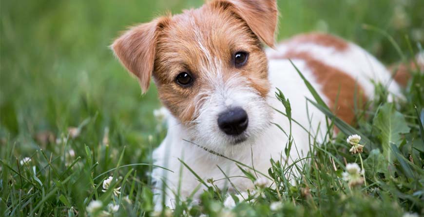 a brown and white terrier mix laying on green grass with white flowers
