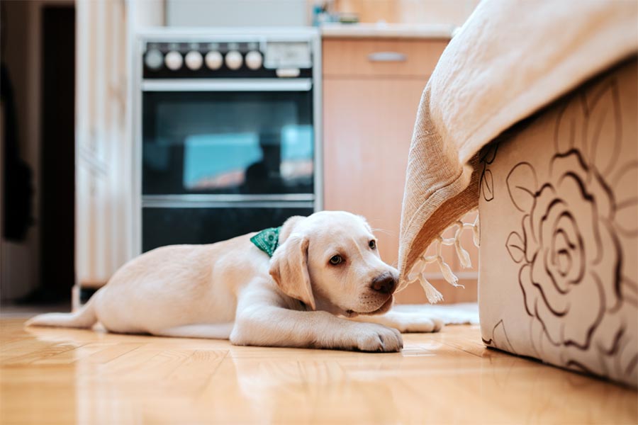 White dog with green bandana around next laying on light colored hardwood floor in the kitchen while chewing on a blanket attached to a bed