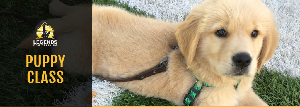 Cute yellow colored puppy with green harness on green and white artificial turf
