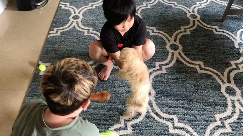 two boys playing with a toy multi-poo puppy on a blue rug