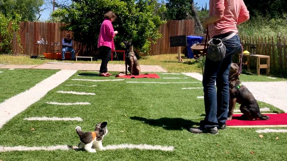 Two women training their dogs in the backyard on red training mats in front of a stuffed cat animal